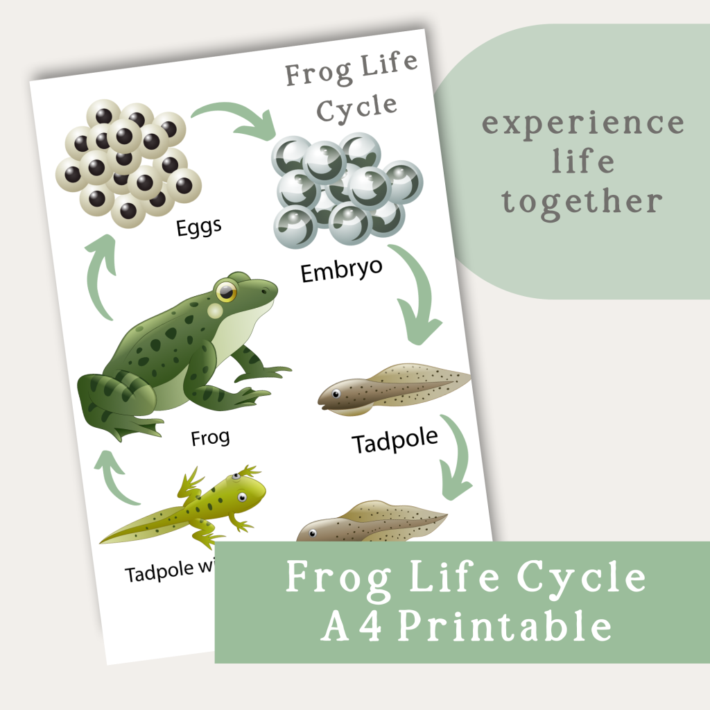 Frog Life Cycle A4 Printable