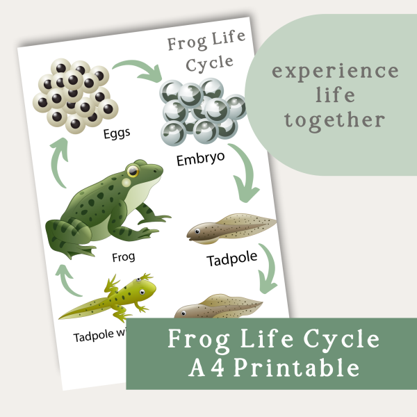 Frog Life Cycle A4 Printable