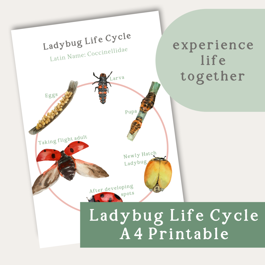 Ladybug Life Cycle A4 Printable