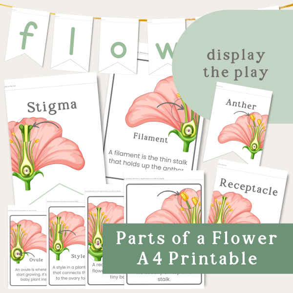 parts of a flower display