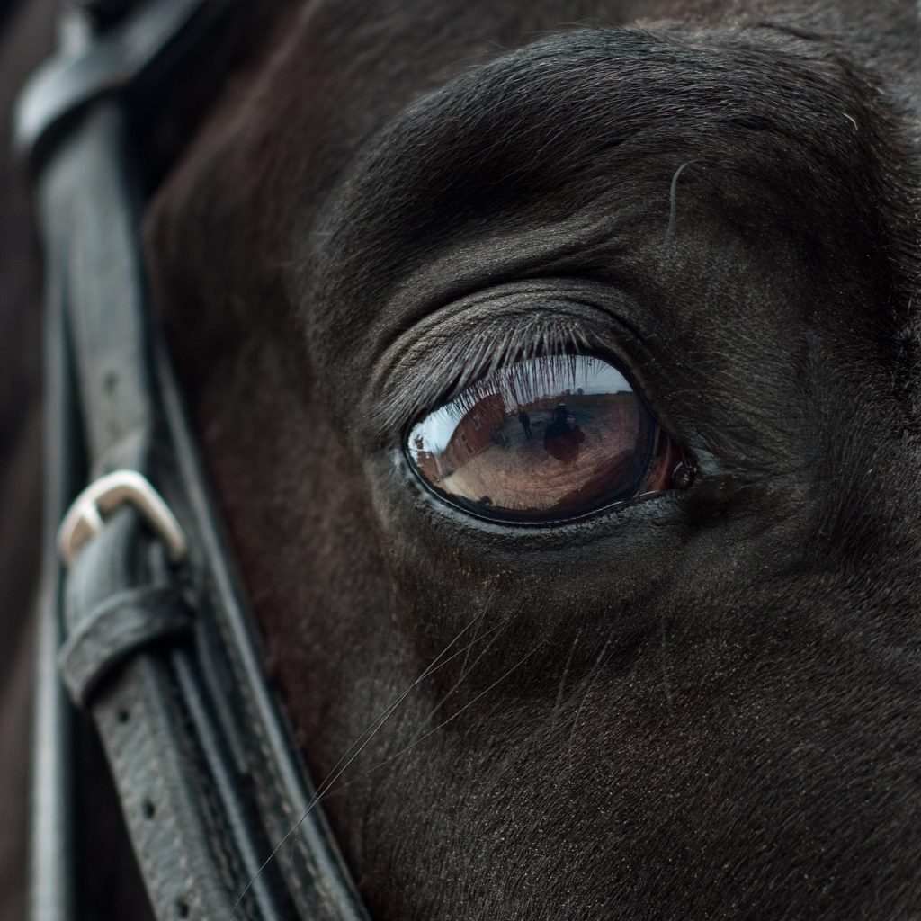 Depiction of a War Horse from the movie