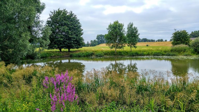 Exploring Wildlife with Your Kids: A Day at the Local Nature Reserve